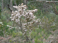 Calytrix alpestris