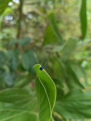 Chrysomelidae