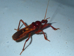 Eidmannia guyanensis