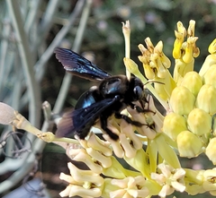 Xylocopa californica arizonensis