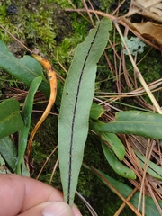 Pleopeltis macrocarpa