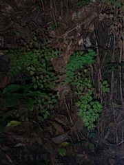Adiantum capillus-veneris