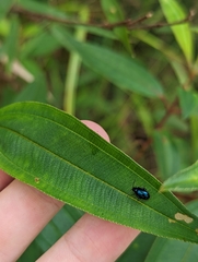 Chrysomelidae