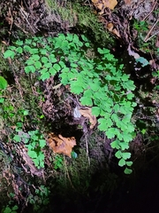 Adiantum capillus-veneris