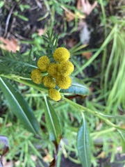 Tanacetum
