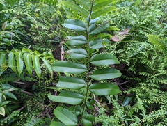 Stenochlaena palustris