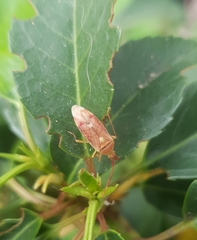 Pantilius tunicatus
