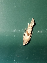 Pelochrista similiana