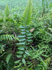 Stenochlaena palustris