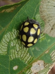 Epilachna mexicana