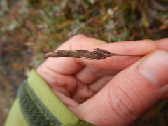 Festuca richardsonii