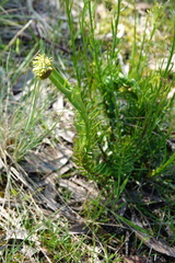 Stackhousia viminea