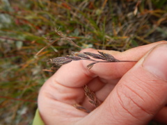 Festuca richardsonii