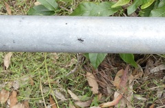 Polyrhachis australis