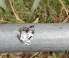 Polyrhachis australis