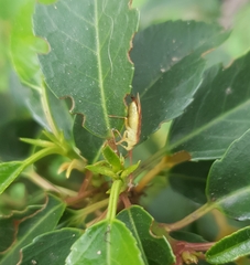 Pantilius tunicatus