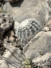 Echinocereus reichenbachii caespitosus