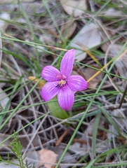 Elythranthera emarginata
