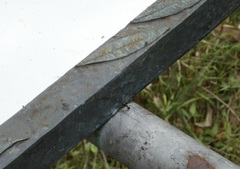 Polyrhachis australis