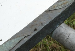 Polyrhachis australis