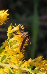 Trichopoda plumipes