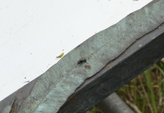 Polyrhachis australis