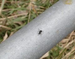 Polyrhachis australis