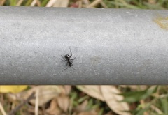 Polyrhachis australis