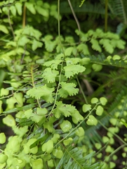 Lygodium microphyllum