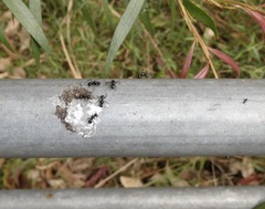 Polyrhachis australis