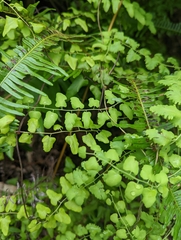 Lygodium microphyllum