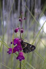 Catasticta teutila