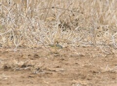 Crithagra mozambica