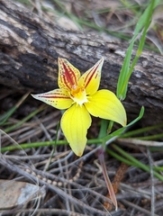 Caladenia flava