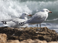 Ichthyaetus audouinii