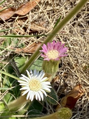 Gerbera viridifolia