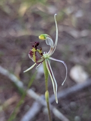 Caladenia barbarossa