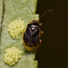 Monalocoris filicis