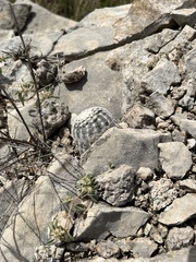 Echinocereus reichenbachii caespitosus
