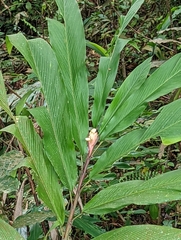 Alpinia
