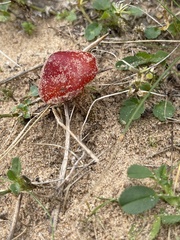 Hygrocybe conicoides