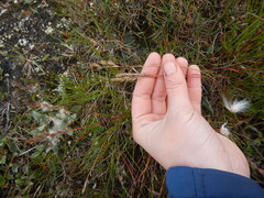 Festuca richardsonii
