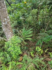Alpinia