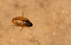 Enochrus