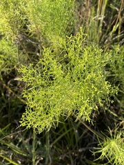 Euthamia leptocephala