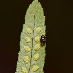 Monalocoris filicis
