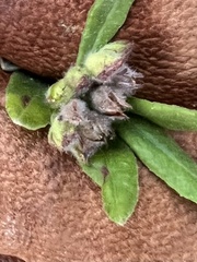 Crocanthemum corymbosum