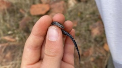 Panaspis wahlbergii