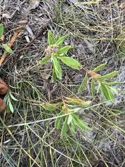 Crocanthemum corymbosum