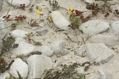 Charadrius marginatus